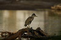 Junger Quacksalber (Nycticorax nycticorax) auf Ästen in Bullenbaai Curaçao.