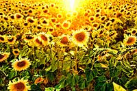 Feld mit Sonnenblumen im Gegenlicht