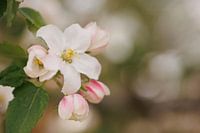 Apple blossom 'Touch of Pink'