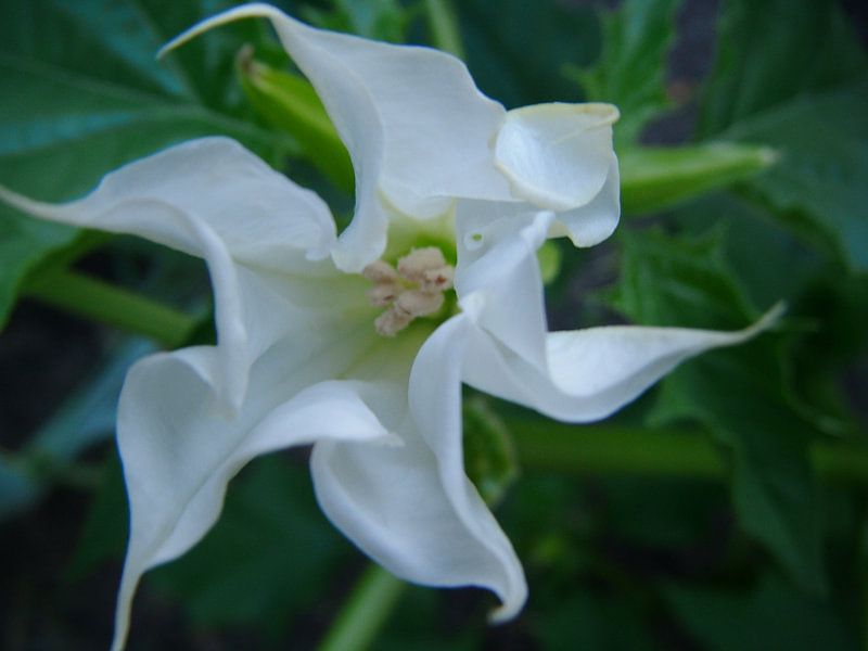 Flower von Desiree Barents