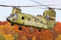 Un hélicoptère de transport Chinook aux couleurs de Noël