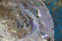 Paua Abalone Shell