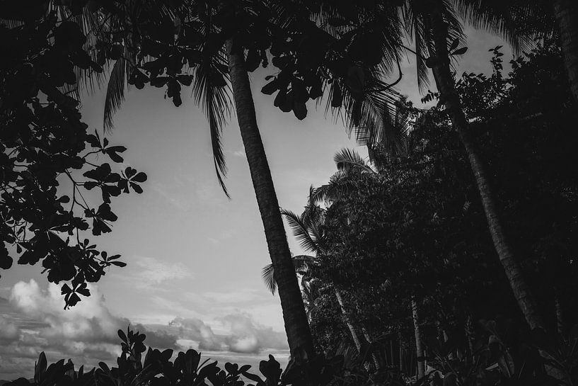 Palm trees on Costa Rica black and white, rugged by Nicole de Ruijter