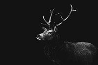 Hirsch in Schwarz/Weiß