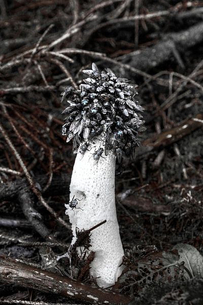 Stinkhorn von BL Photography