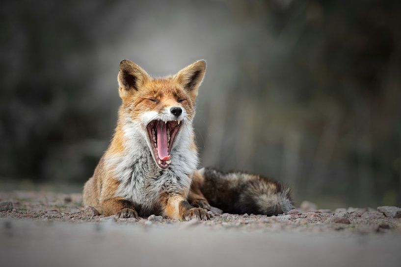 Vos by Hester Goeman