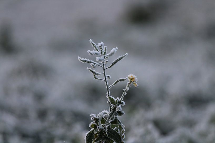 Starke Winterblume von Martijn van Yperen