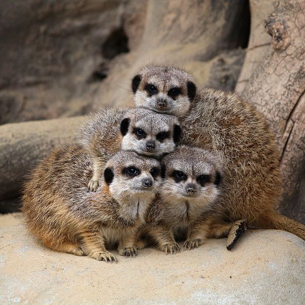 Stapelen. von Cobie Reuvers