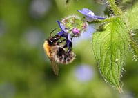 Drinkende Hommel