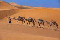 blauwe man en 4 kamelen