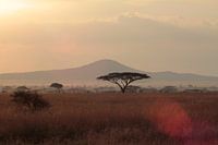 Serengeti sun