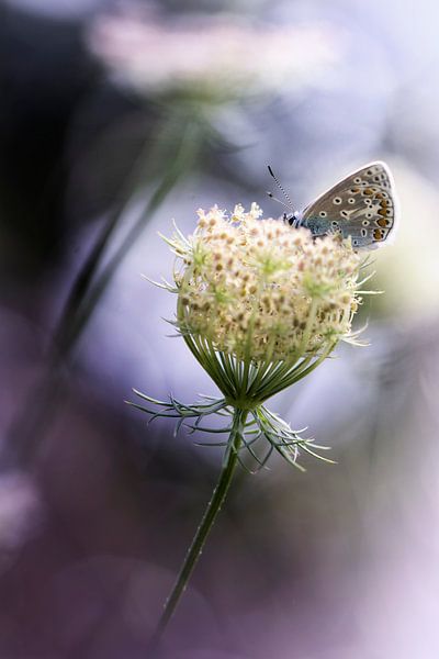 Alles ist ein Wunder von Bob Daalder