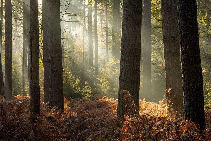Bergherbos in the spotlight by René Jonkhout