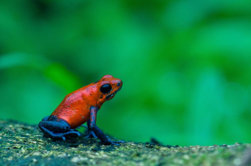 Kikker par Jolanda van Straaten