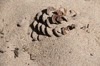 Pine cone in the sand