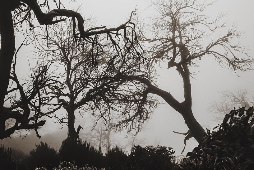 arbres en pente par Oscuro design