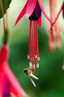 Biene genießt den Nektar