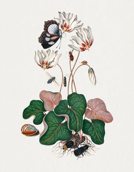 Cyclamen, Nördlicher Dünenkäfer, Blattkäfer, Fleischfliege und Wespenkäfer von James Bolton. von Studio POPPY