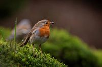Robin dans la mousse