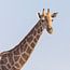 Girafes