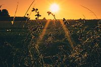 Hairy thistle in the warm evening sun