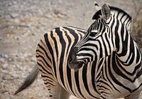 Zebra im Etosha-Park - Namibia 2023