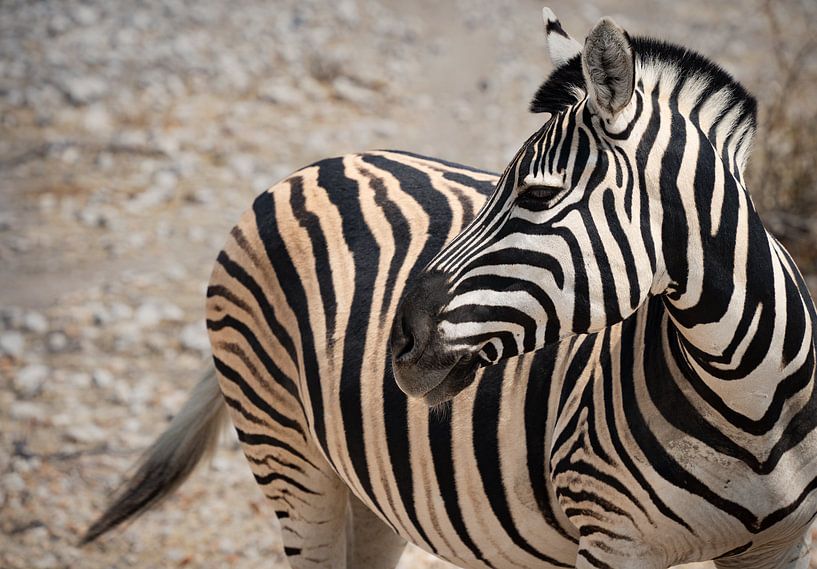 Zebra im Etosha-Park - Namibia 2023 von Sanne Meijer