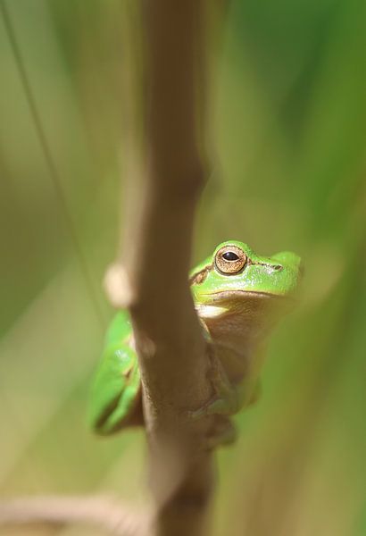 Portrait d'une grenouille arboricole.couleur par Daniëlle Eibrink Jansen