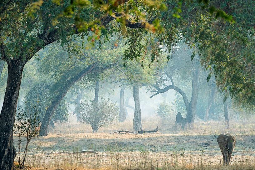  Märchenwald. von Francis Dost
