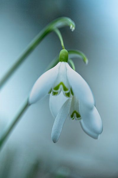 The twins by Robby's fotografie