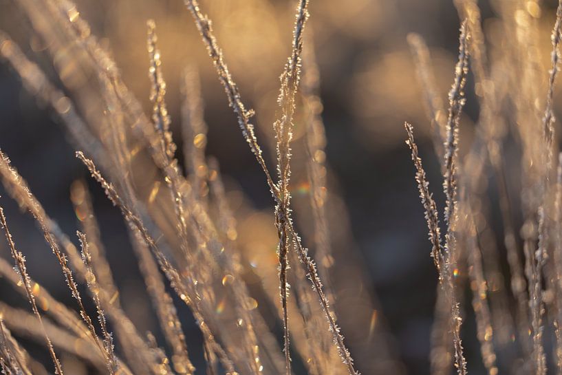 Frozen grass in the morning sun by KB Design & Photography (Karen Brouwer)