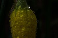 Tautropfen auf einer Narzisse