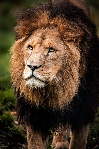 Un lion mâle par Design Wall Arts