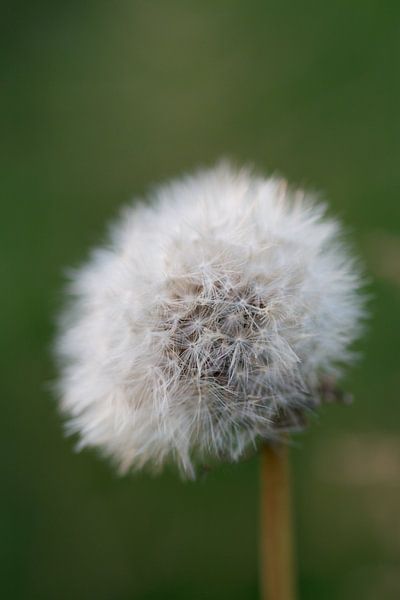 Paardenbloem von Thijs Schouten