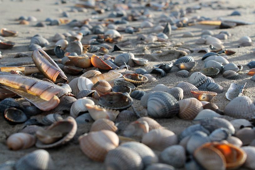 Schelpen par Jacky Schuitert