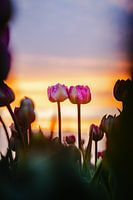 Liebeskapseln in der Abendsonne - Nordostpolder