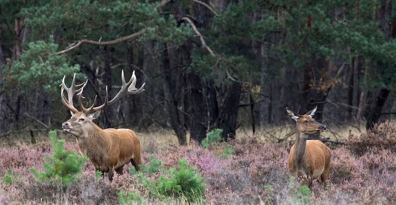 herten van anja voorn