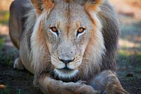 Portret van een mannelijke leeuw, Leeuw