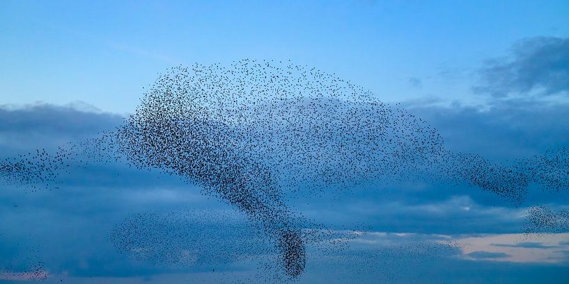 Spreeuwenwolk in de lucht tijdens zonsondergang van Sjoerd van der Wal Fotografie