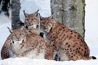 Lynx with cubs
