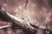 Dragonfly on the purple heath