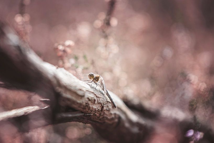 Libellule sur la lande pourpre par Nikki IJsendoorn