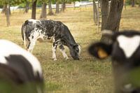 Goldene Stunde beim Grasen: Schwarz-weiße Kuh auf einer sonnenüberfluteten Weide