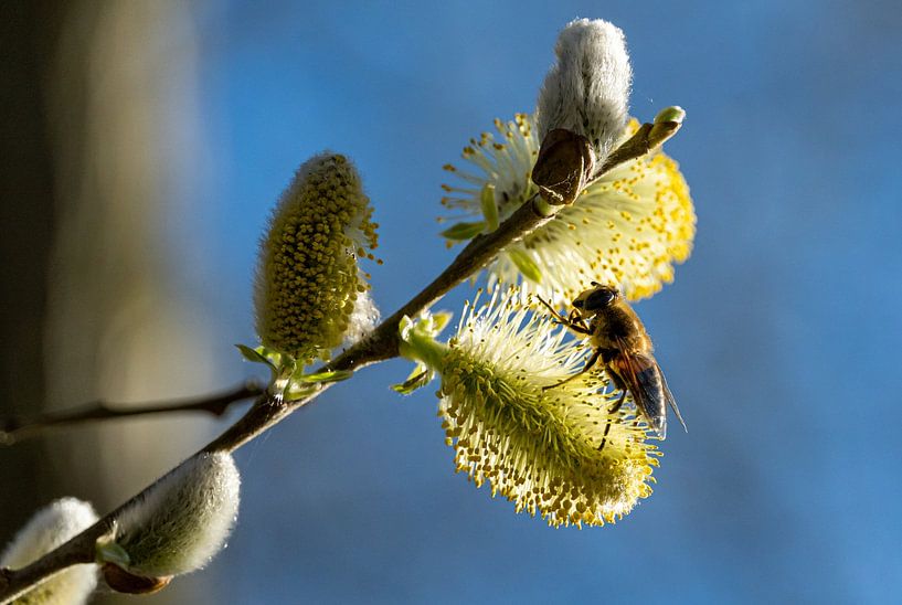Summende Süße von Captured Moments