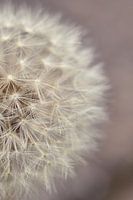 Close up dandelion fluff