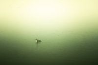 Grebe in the fog