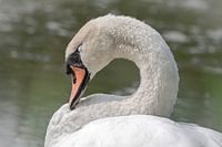Cygne endormi