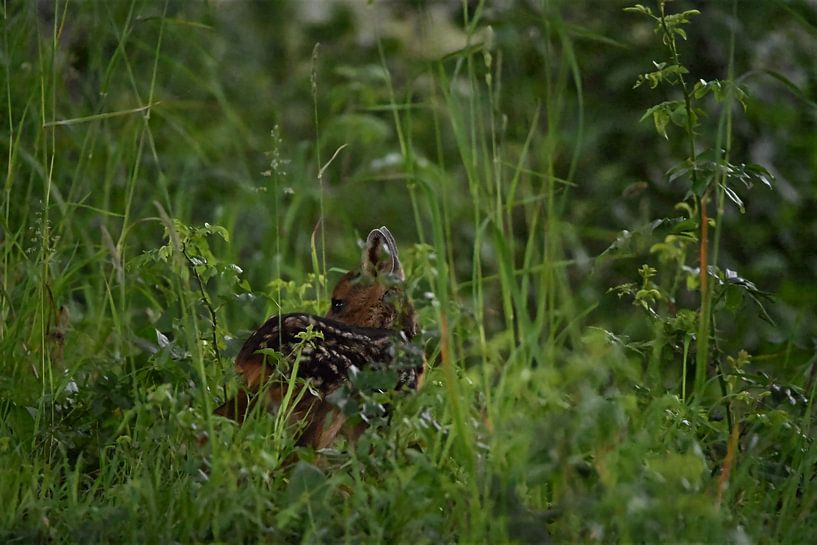 Young fawn by NatureBliss