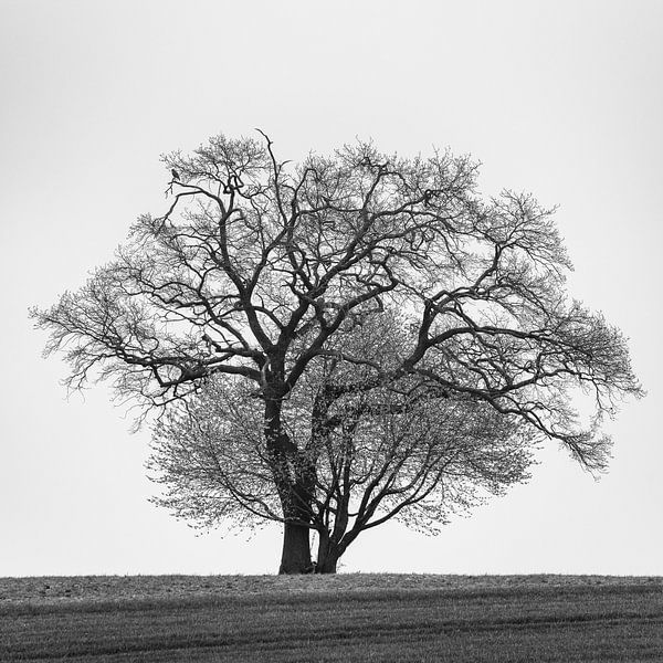 Arbre en noir et blanc par Denis Feiner
