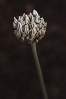 Aussehen - Zierzwiebel